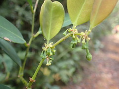 Phyllanthus castus