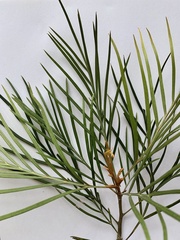 Grevillea whiteana