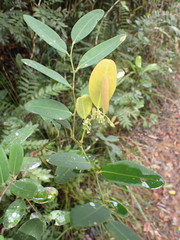 Phyllanthus castus