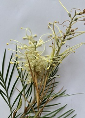 Grevillea whiteana