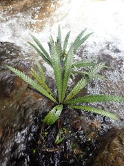 Blechnum obtusatum