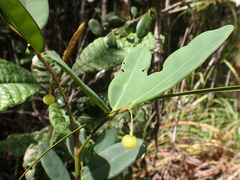 Phyllanthus castus