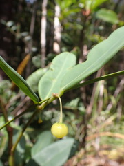 Phyllanthus castus