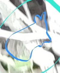 Prionailurus bengalensis