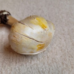 Agaricus albolutescens