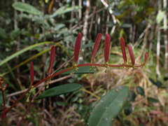 Phyllanthus castus