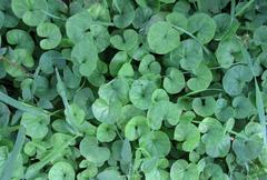 Dichondra brachypoda