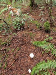 Agaricus albolutescens