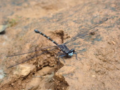 Caledopteryx maculata