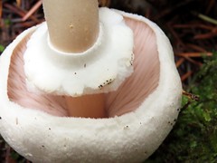 Agaricus albolutescens