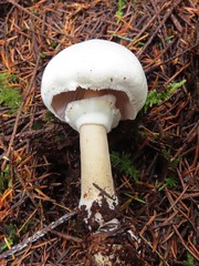 Agaricus albolutescens