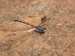 Caledopteryx maculata