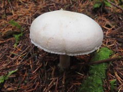 Agaricus albolutescens