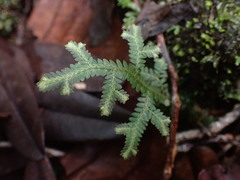 Selaginella neocaledonica
