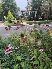 Echinacea purpurea