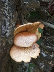 Gymnopilus subpurpuratus