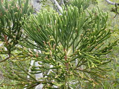 Dacrydium araucarioides