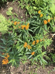 Asclepias tuberosa