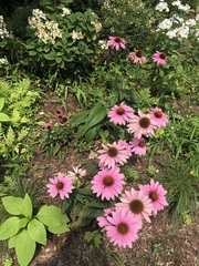 Echinacea