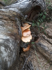 Gymnopilus subpurpuratus