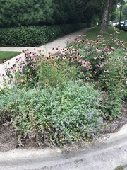 Echinacea purpurea