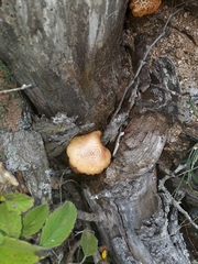 Gymnopilus subpurpuratus