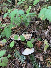 Hebeloma incarnatulum