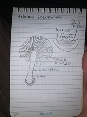 Hebeloma incarnatulum