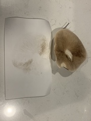 Hebeloma incarnatulum