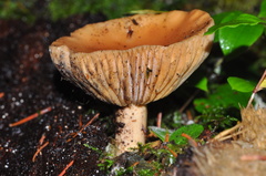 Lactarius hepaticus