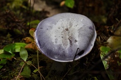 Lactarius kauffmanii