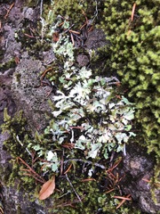 Cladonia macrophyllodes