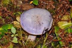 Lactarius kauffmanii