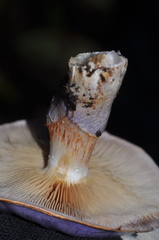 Lactarius kauffmanii