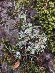 Cladonia macrophyllodes