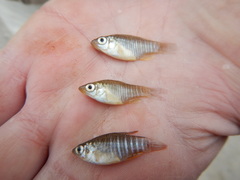 Fundulus xenicus