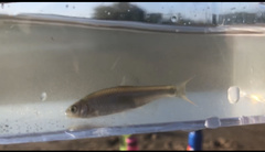 Cyprinella lutrensis