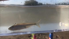 Cyprinella lutrensis