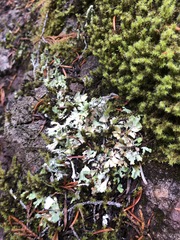 Cladonia macrophyllodes
