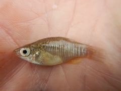 Fundulus xenicus
