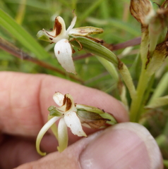 Habenaria falcicornis caffra