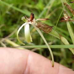 Habenaria falcicornis caffra