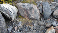 Agrostis mertensii