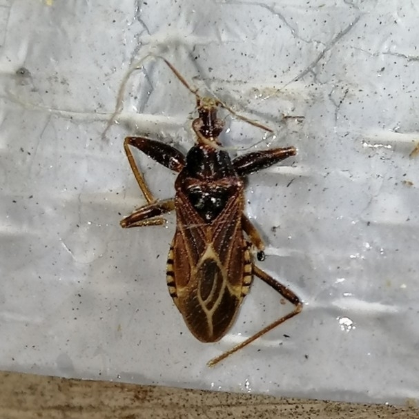 Camarochilus picturatus