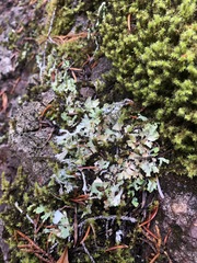 Cladonia macrophyllodes