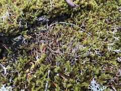 Thamnolia vermicularis