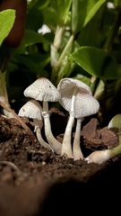 Leucocoprinus ianthinus