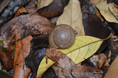 Dyakia janus
