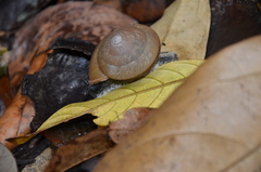 Dyakia janus