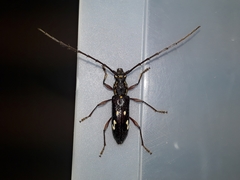 Ambonus interrogationis